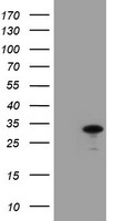 COPS5 / JAB1 Antibody - HEK293T cells were transfected with the pCMV6-ENTRY control (Left lane) or pCMV6-ENTRY COPS5 (Right lane) cDNA for 48 hrs and lysed. Equivalent amounts of cell lysates (5 ug per lane) were separated by SDS-PAGE and immunoblotted with anti-COPS5.