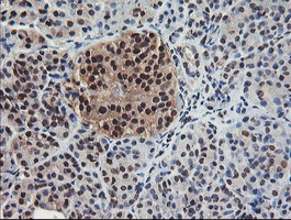 COPS5 / JAB1 Antibody - IHC of paraffin-embedded Human pancreas tissue using anti-COPS5 mouse monoclonal antibody.