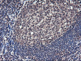 COPS5 / JAB1 Antibody - IHC of paraffin-embedded Human tonsil using anti-COPS5 mouse monoclonal antibody.