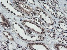 COPS5 / JAB1 Antibody - IHC of paraffin-embedded Human Kidney tissue using anti-COPS5 mouse monoclonal antibody.