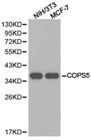 COPS5 / JAB1 Antibody - Western blot of extracts of various cell lines, using COPS5 antibody.