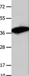 COPS5 / JAB1 Antibody - Western blot analysis of Mouse liver tissue, using COPS5 Polyclonal Antibody at dilution of 1:1550.