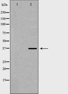 COPS5 / JAB1 Antibody - Western blot analysis of HeLa whole cells lysates using COPS5 antibody. The lane on the left is treated with the antigen-specific peptide.