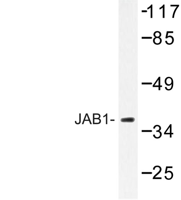 COPS5 / JAB1 Antibody - Western blot of JAB1 (K191) pAb in extracts from 293 cells.
