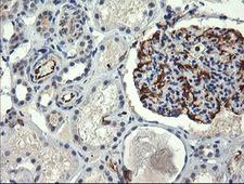 COPS6 / CSN6 Antibody - IHC of paraffin-embedded Human Kidney tissue using anti-COPS6 mouse monoclonal antibody.