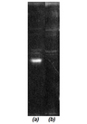 COPS6 / CSN6 Antibody - Western blot: Luminograph of a HeLa S3 cytosol preparation after SDS PAGE followed by blotting onto PVDF membrane and probing with (a) antibody BML-PW8295 and (b) antibody BML-PW8295 pre-absorbed with cognate peptide.