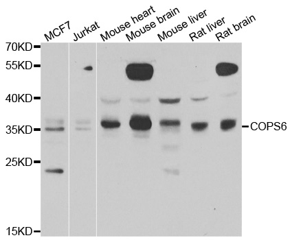 COPS6 / CSN6 Antibody - Western blot analysis of extracts of various cell lines.