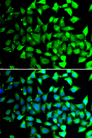 COPS6 / CSN6 Antibody - Immunofluorescence analysis of A549 cells.