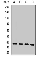 COPS6 / CSN6 Antibody