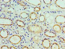 COPS7A Antibody - Immunohistochemistry of paraffin-embedded human kidney tissue using antibody at 1:100 dilution.