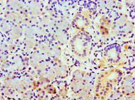 COPS7A Antibody - Immunohistochemistry of paraffin-embedded human pancreas tissue using antibody at 1:100 dilution.