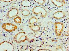 COPS7A Antibody - Immunohistochemistry of paraffin-embedded human kidney using antibody at 1:100 dilution.