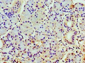 COPS7A Antibody - Immunohistochemistry of paraffin-embedded human pancreas using antibody at 1:100 dilution.