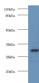 COPS7A Antibody - western blot All lanes: COP9 signalosome complex subunit 7a antibody at 2 ug/ml+mouse brain tissue. Secondary antibody: Goat polyclonal to rabbit at 1:10000 dilution. Predicted band size: 30 kDa. Observed band size: 30 kDa.  This image was taken for the unconjugated form of this product. Other forms have not been tested.
