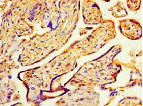 COPS7A Antibody - Immunohistochemistry of paraffin-embedded human placenta tissue using CSB-PA8880068HA01HU at 1:100 dilution.  This image was taken for the unconjugated form of this product. Other forms have not been tested.