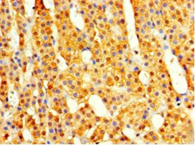 COPS7A Antibody - Immunohistochemistry of paraffin-embedded human adrenal gland using CSB-PA8880068HA01HU at 1:100 dilution.  This image was taken for the unconjugated form of this product. Other forms have not been tested.