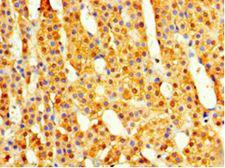 COPS7A Antibody - Immunohistochemistry of paraffin-embedded human adrenal gland using CSB-PA8880068HA01HU at 1:100 dilution.  This image was taken for the unconjugated form of this product. Other forms have not been tested.