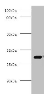 COPS7A Antibody - Western blot All lanes: COP9 signalosome complex subunit 7a antibody at 2µg/ml + Mouse brain tissue Secondary Goat polyclonal to rabbit IgG at 1/10000 dilution Predicted band size: 30 kDa Observed band size: 30 kDa