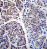 COPS7A Antibody - COPS7A Antibody immunohistochemistry of formalin-fixed and paraffin-embedded human pancreas tissue followed by peroxidase-conjugated secondary antibody and DAB staining.