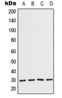 COPS7A Antibody - Western blot analysis of COPS7A expression in JAR (A); HeLa (B); Raw264.7 (C); PC12 (D) whole cell lysates.