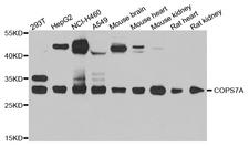 COPS7A Antibody - Western blot analysis of extract of various cells.
