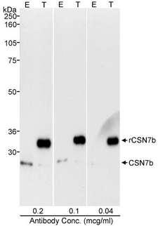 COPS7B / CSN7B Antibody - Detection of Human CSN7b by Western Blot. Samples: RIPA lysate (50 ug for E; 25 ug for T) from HEK293T cells that were mock transfected (E) or transfected with a CSN7b construct (T). Antibody: Affinity purified rabbit anti-CSN7B antibody used at the indicated concentration. Detection: Chemiluminescence with an exposure time of 30 seconds.