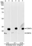 COPS7B / CSN7B Antibody - Detection of Human CSN7b by Western Blot. Samples: RIPA lysate (50 ug for E; 25 ug for T) from HEK293T cells that were mock transfected (E) or transfected with a CSN7b construct (T). Antibody: Affinity purified rabbit anti-CSN7B antibody used at the indicated concentration. Detection: Chemiluminescence with an exposure time of 30 seconds.