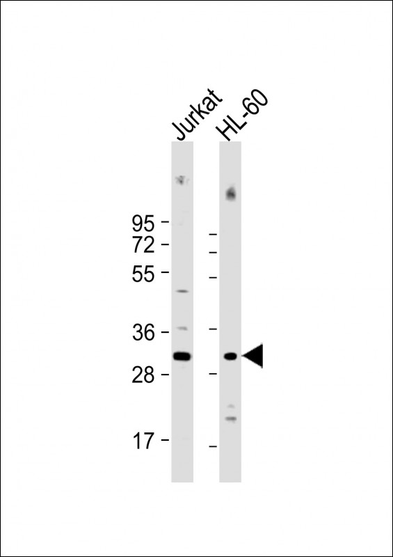 COPS7B / CSN7B Antibody - All lanes: Anti-COPS7B Antibody (Center) at 1:500-1:1000 dilution Lane 1: Jurkat whole cell lysate Lane 2: HL-60 whole cell lysate Lysates/proteins at 20 µg per lane. Secondary Goat Anti-Rabbit IgG, (H+L), Peroxidase conjugated at 1/10000 dilution. Predicted band size: 30 kDa Blocking/Dilution buffer: 5% NFDM/TBST.
