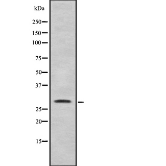 COPS7B / CSN7B Antibody - Western blot analysis of COPS7B using HepG2 whole cells lysates