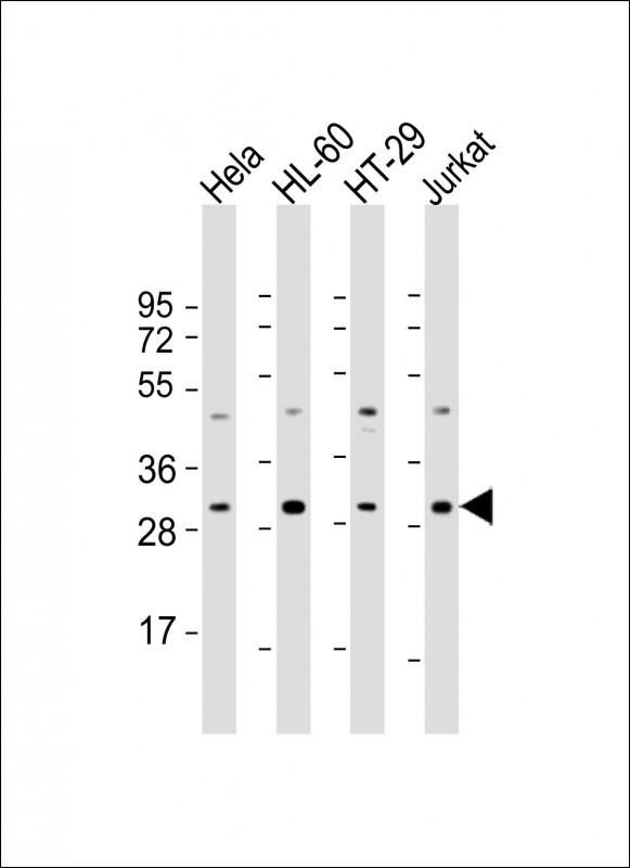 COPS7B / CSN7B Antibody - All lanes: Anti-COPS7B Antibody (N-Term) at 1:2000 dilution Lane 1: Hela whole cell lysate Lane 2: HL-60 whole cell lysate Lane 3: HT-29 whole cell lysate Lane 4: Jurkat whole cell lysate Lysates/proteins at 20 µg per lane. Secondary Goat Anti-Rabbit IgG, (H+L), Peroxidase conjugated at 1/10000 dilution. Predicted band size: 30 kDa Blocking/Dilution buffer: 5% NFDM/TBST.