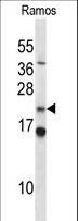 COPS8 / COP9 Antibody - COPS8 Antibody western blot of Ramos cell line lysates (35 ug/lane). The COPS8 antibody detected the COPS8 protein (arrow).
