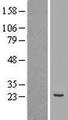 COPS8 / COP9 Protein - Western validation with an anti-DDK antibody * L: Control HEK293 lysate R: Over-expression lysate