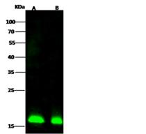 COPZ1 Antibody - Anti-COPZ1 rabbit polyclonal antibody at 1:500 dilution. Lane A: Jurkat Whole Cell Lysate. Lane B: COLO205 Whole Cell Lysate. Lysates/proteins at 30 ug per lane. Secondary: Goat Anti-Rabbit IgG H&L (Dylight 800) at 1/10000 dilution. Developed using the Odyssey technique. Performed under reducing conditions. Predicted band size: 20 kDa. Observed band size: 18 kDa.