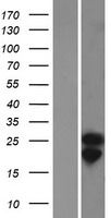 COQ10A Protein - Western validation with an anti-DDK antibody * L: Control HEK293 lysate R: Over-expression lysate