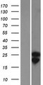 COQ10A Protein - Western validation with an anti-DDK antibody * L: Control HEK293 lysate R: Over-expression lysate