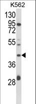 COQ3 Antibody - Western blot of COQ3 Antibody in K562 cell line lysates (35 ug/lane). COQ3 (arrow) was detected using the purified antibody.