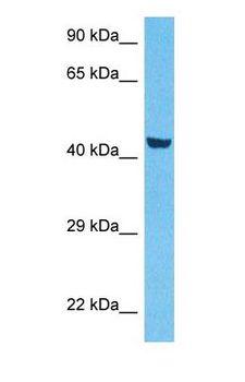 COQ3 Antibody - Western blot of COQ3 Antibody with human MCF7 Whole Cell lysate.  This image was taken for the unconjugated form of this product. Other forms have not been tested.