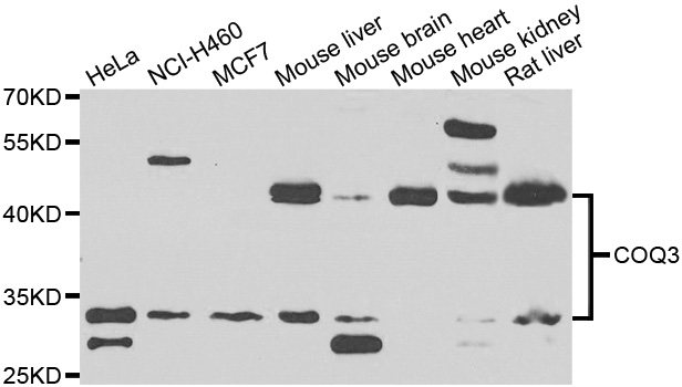 COQ3 Antibody - Western blot analysis of extracts of various cell lines.