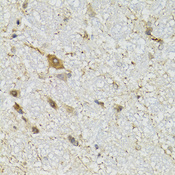 COQ3 Antibody - Immunohistochemistry of paraffin-embedded mouse brain tissue.