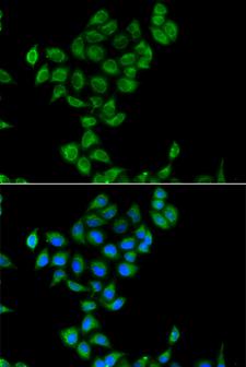 COQ3 Antibody - Immunofluorescence analysis of A549 cells.