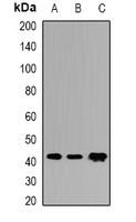 COQ3 Antibody - Western blot analysis of COQ3 expression in NCIH460 (A); mouse heart (B); rat liver (C) whole cell lysates.