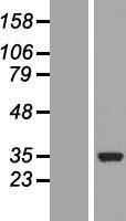 COQ3 Protein - Western validation with an anti-DDK antibody * L: Control HEK293 lysate R: Over-expression lysate