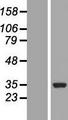 COQ3 Protein - Western validation with an anti-DDK antibody * L: Control HEK293 lysate R: Over-expression lysate