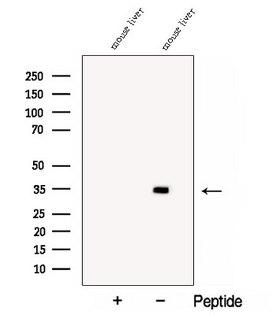 COQ4 Antibody - Western blot analysis of extracts of mouse liver tissue using COQ4 antibody. The lane on the left was treated with blocking peptide.