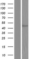 COQ6 Protein - Western validation with an anti-DDK antibody * L: Control HEK293 lysate R: Over-expression lysate