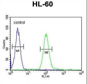 COQ7 Antibody - COQ7 Antibody flow cytometry of HL-60 cells (right histogram) compared to a negative control cell (left histogram). FITC-conjugated goat-anti-rabbit secondary antibodies were used for the analysis.