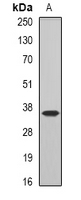 COQ7 Antibody - Western blot analysis of COQ7 expression in mouse brain (A) whole cell lysates.