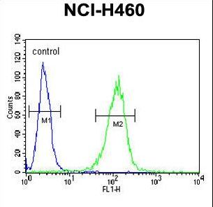 COQ9 Antibody - COQ9 Antibody flow cytometry of NCI-H460 cells (right histogram) compared to a negative control cell (left histogram). FITC-conjugated goat-anti-rabbit secondary antibodies were used for the analysis.