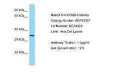 COQ9 Antibody -  This image was taken for the unconjugated form of this product. Other forms have not been tested.