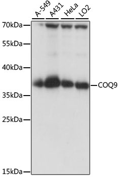 COQ9 Antibody - Western blot analysis of extracts of various cell lines, using COQ9 antibody at 1:1000 dilution. The secondary antibody used was an HRP Goat Anti-Rabbit IgG (H+L) at 1:10000 dilution. Lysates were loaded 25ug per lane and 3% nonfat dry milk in TBST was used for blocking. An ECL Kit was used for detection and the exposure time was 10s.